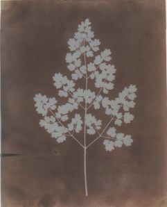 William Henry Fox TalbotAdiantum Capillus-Veneris (Maidenhair Fern) Photogenic Drawing Negative, probably from 1839. From Hans P. Kraus, Sun Pictures Catalogue 21, Item 1. New York 2012.