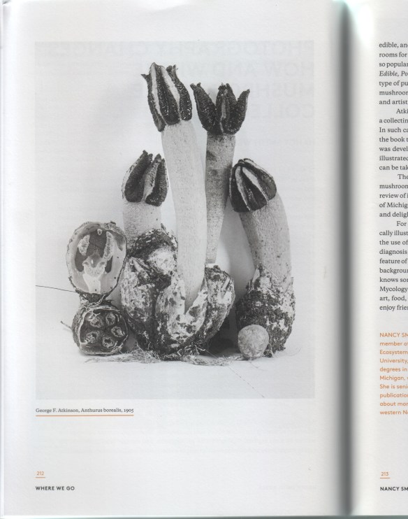 Anthurus Borealis by George F. Atkinson, 1905.Cornell Plant Pathology Herbarium