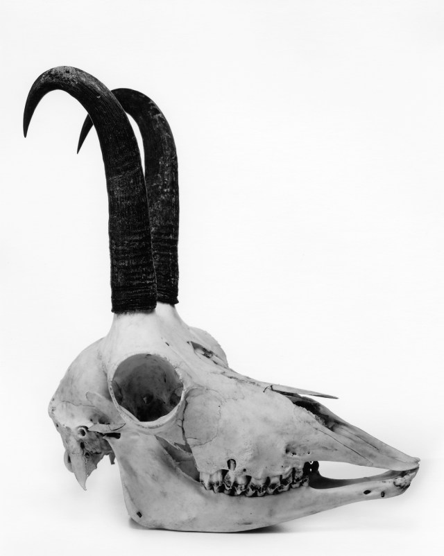 The Quizzical Chamois – Irving Penn