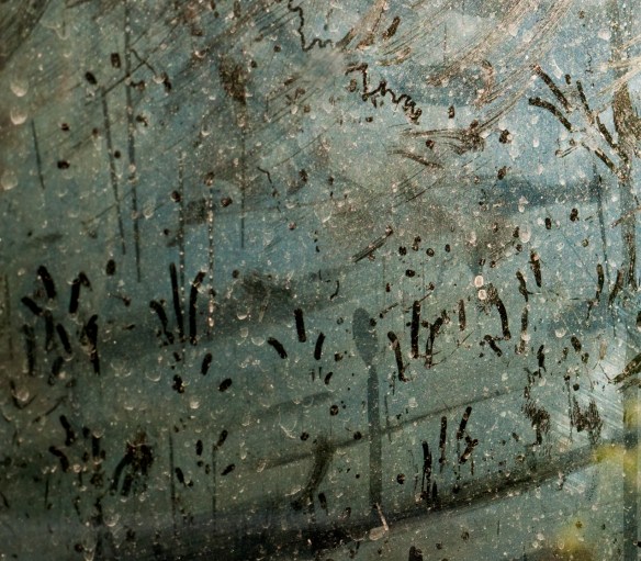 Caroline Fellowes. Animal, Vegetable, Mineral 7. 2014