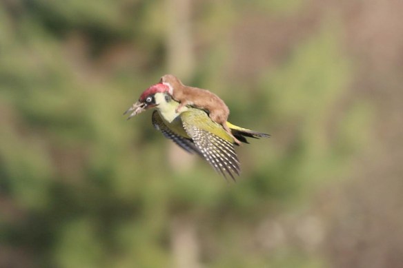 A Weasel Rides on a  Woodpecker, by Martin Le-May, 2015.  This picture 'went viral' and one can see why.  Nobody who saw it had ever seen such a thing before.