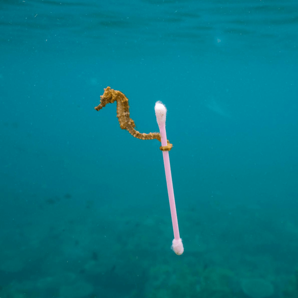 A small estuary seahorse- Hippocampus kuda- drifts in the polluted waters near Sumbawa Besar- Sumbara Island- Indonesia. Justin Hofman