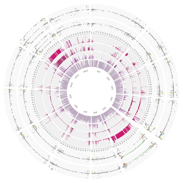 Circos Genome Software
