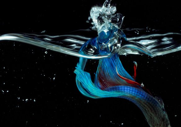 Hiro Betta Splendens 02018 NYC 1981