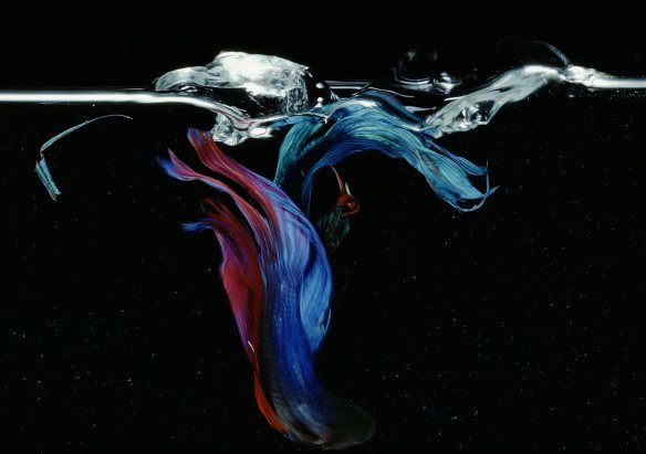 Hiro Betta Splendens 02028 NYC 1982