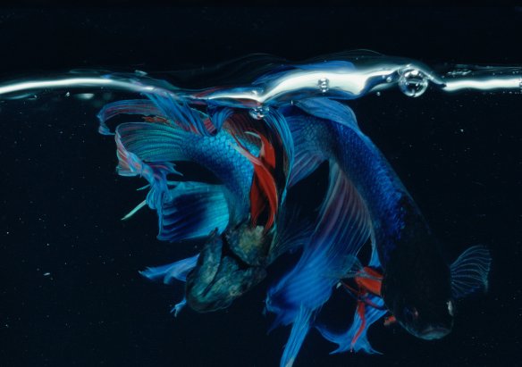 Hiro Betta Splendens 03028 NYC 1982