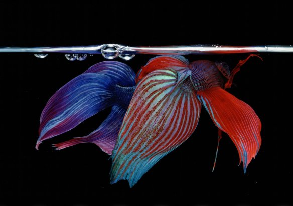 Hiro Betta Splendens 03048 NYC 1984