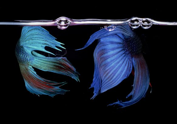 Hiro Betta Splendens 04048 NYC 1984