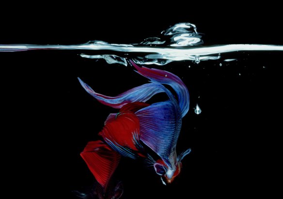 Hiro Betta Splendens 06048 NYC 1984