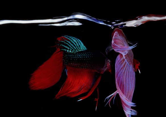 Hiro Betta Splendens 11048 NYC 1984