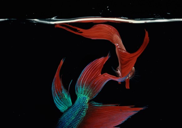 Hiro Betta Splendens 12048 NYC 1984