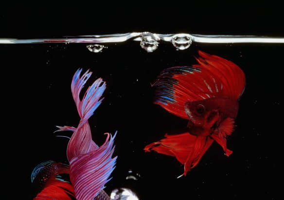 Hiro Betta Splendens 13048 NYC 1984